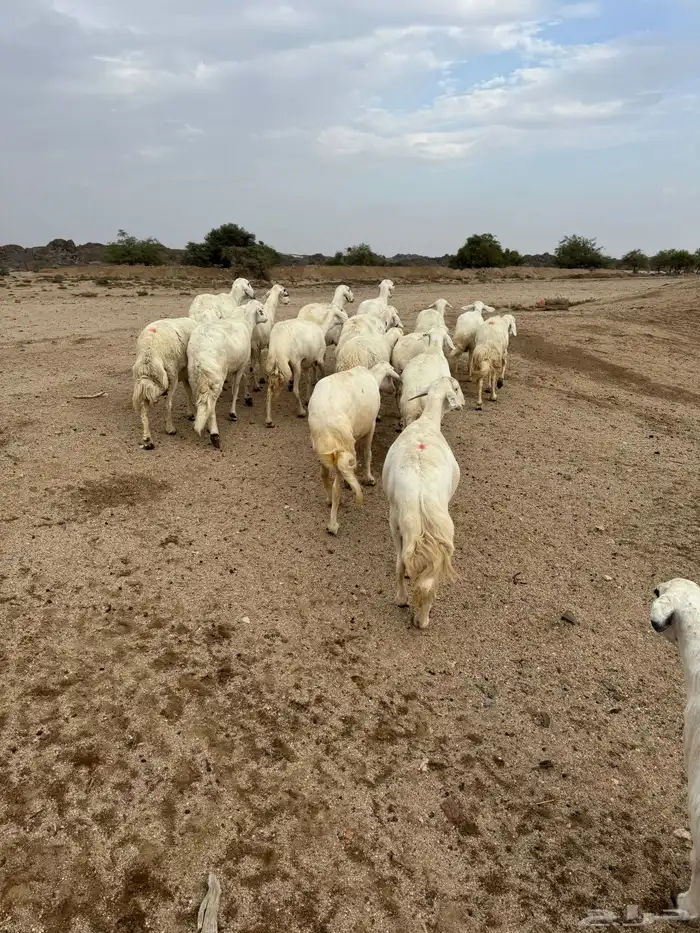 القاعه 2