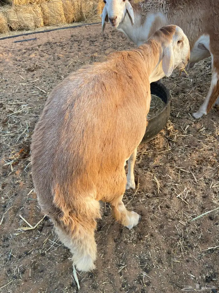 ذبائح سواكن طيبه 1