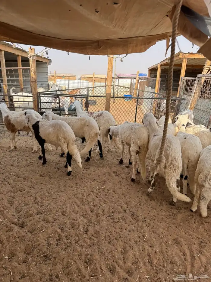 سواكن مرابي 0
