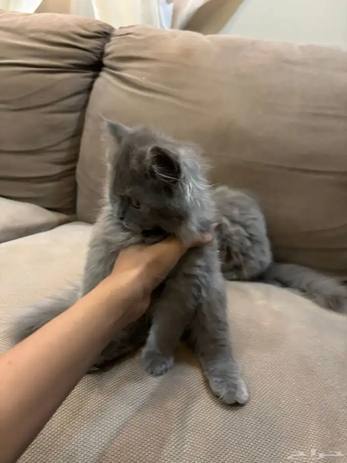 قطط سكوتش 5