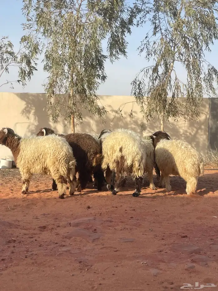 للبيع ذبايح تفريد و جمله القصيم 0