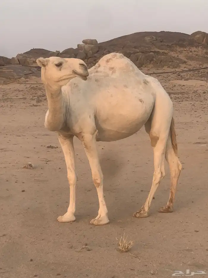 بكره وضحا 2