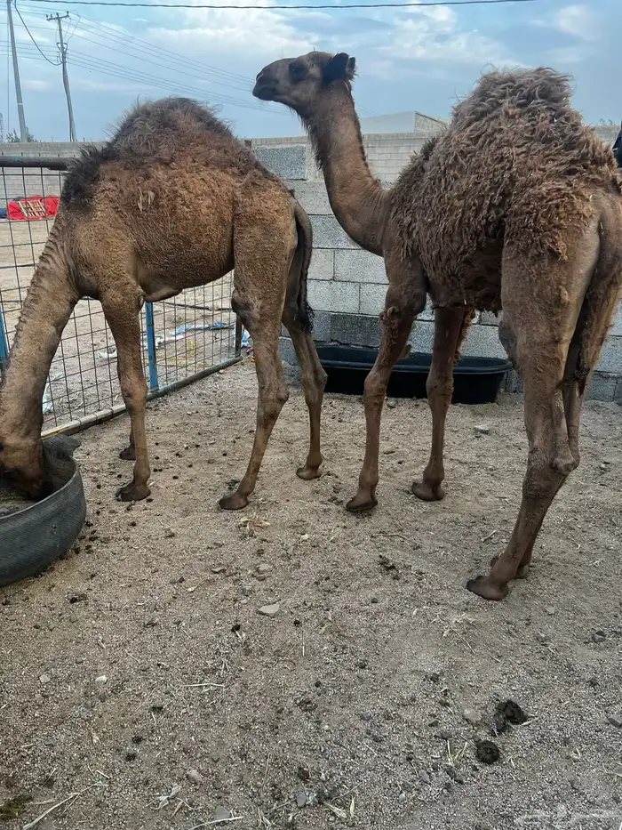قعدان العدد 2 ع حليب امهاتها مشروطة نظافه وصحة 0