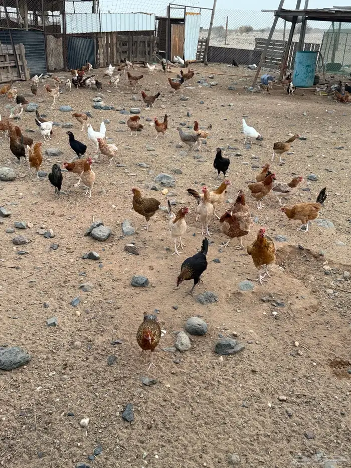 للبيع دجاج بشاير 0