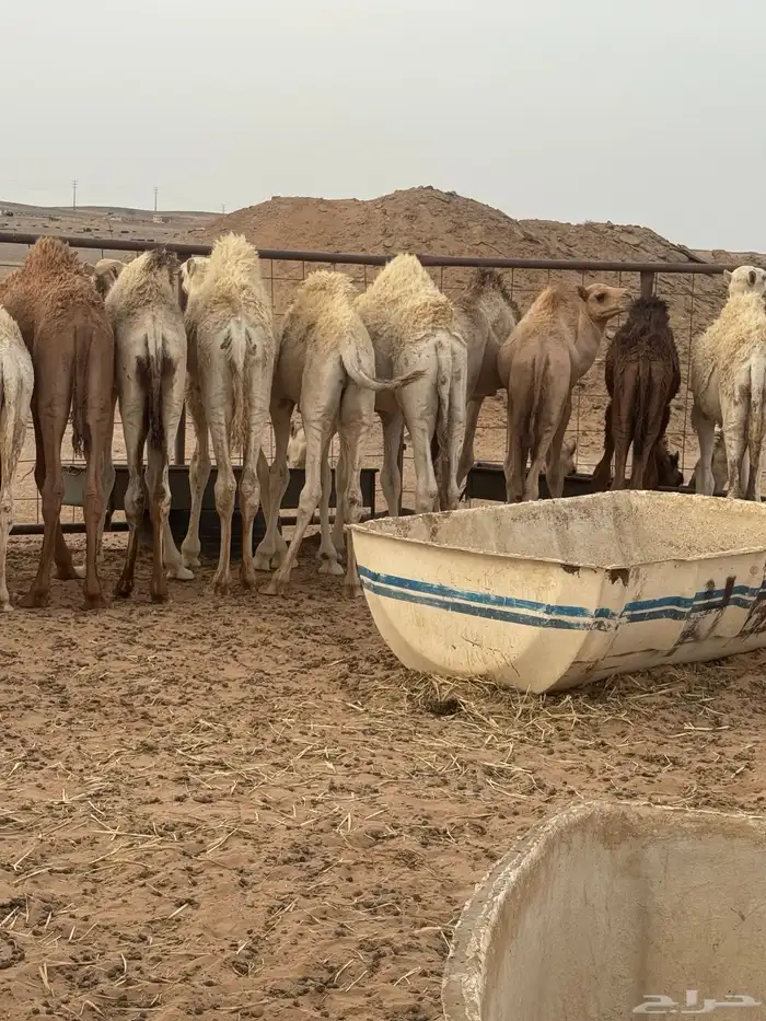 حشو تربية 3