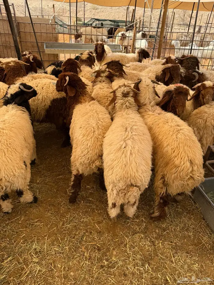 ذبايح بلدي حري ونعيمي متوفر تمارا 100 تقييم 6