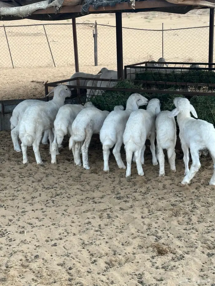 بهم تربية مراح واحد العدد14 2