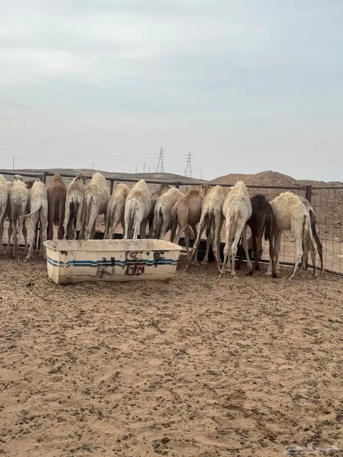 حشو تربية 0