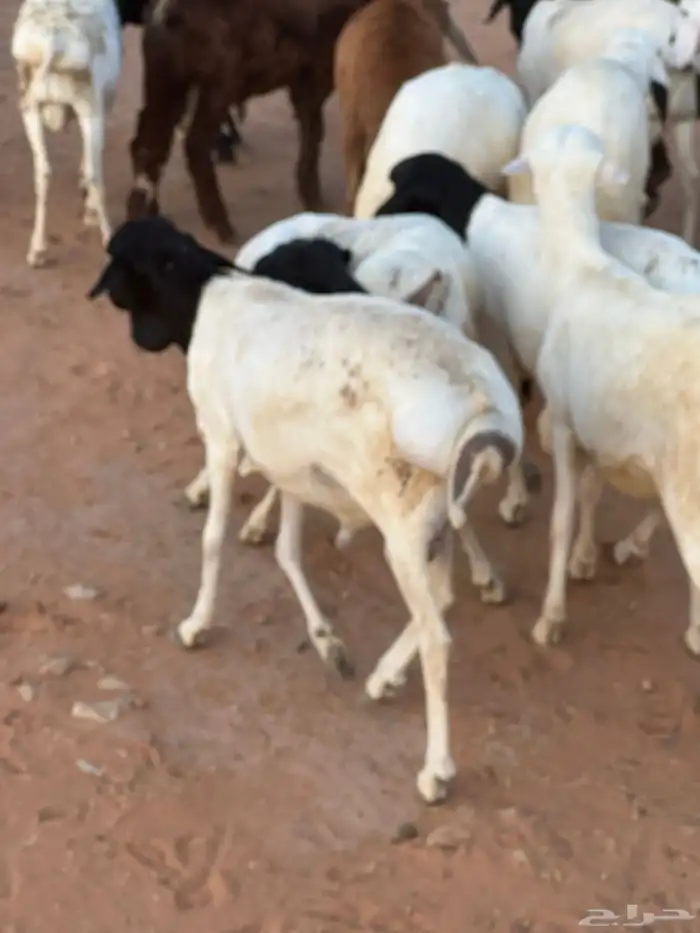 برابر وسواكن مرابي 72