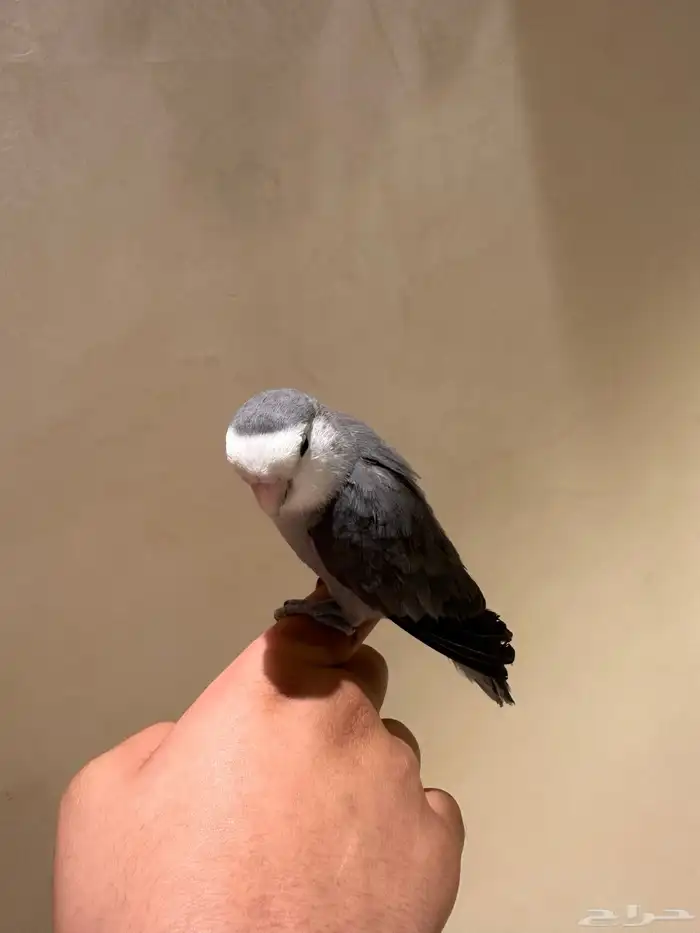 روز اليف يطلع على اليد 1