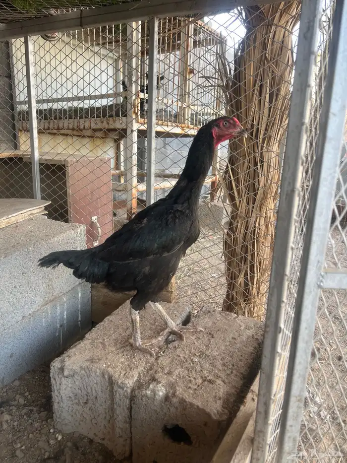 طقم شامو ياباني 1