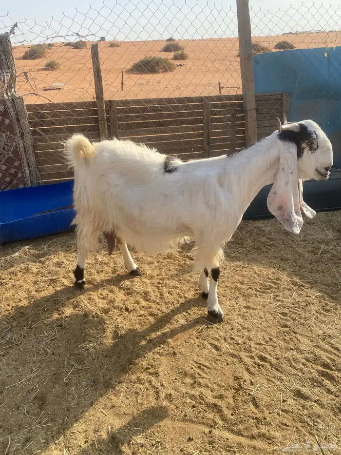 عنز مشروكه فاخره حاصب قريبت ولاد 3