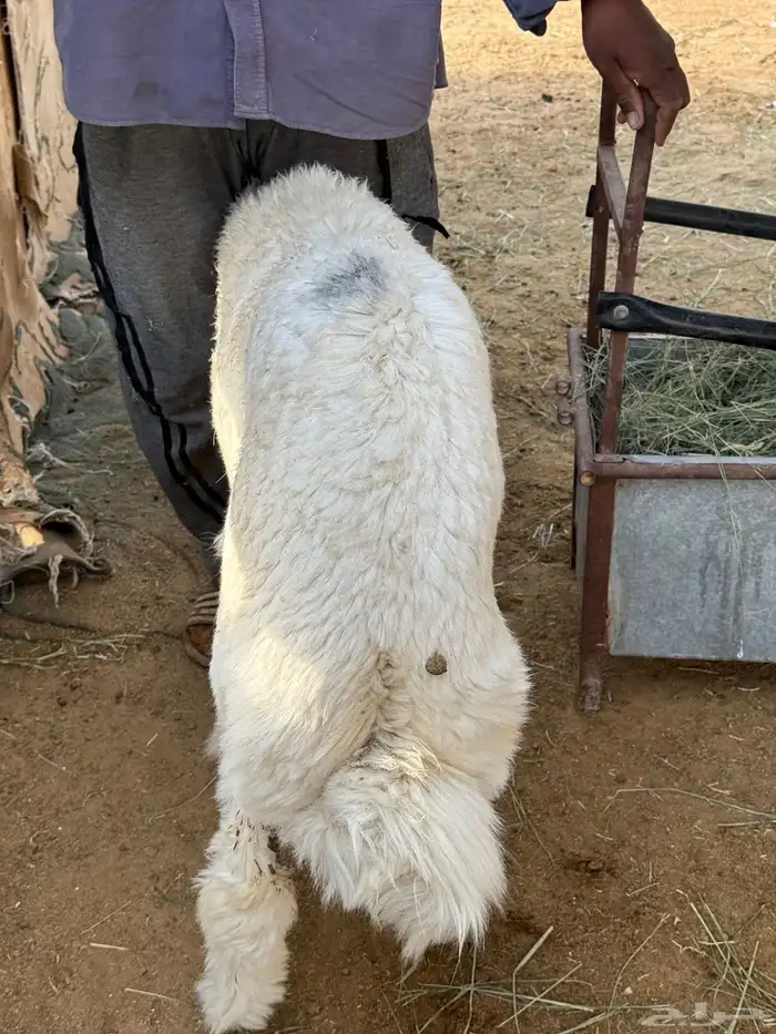 غنم حري للبيع جزله ومغلقه 4