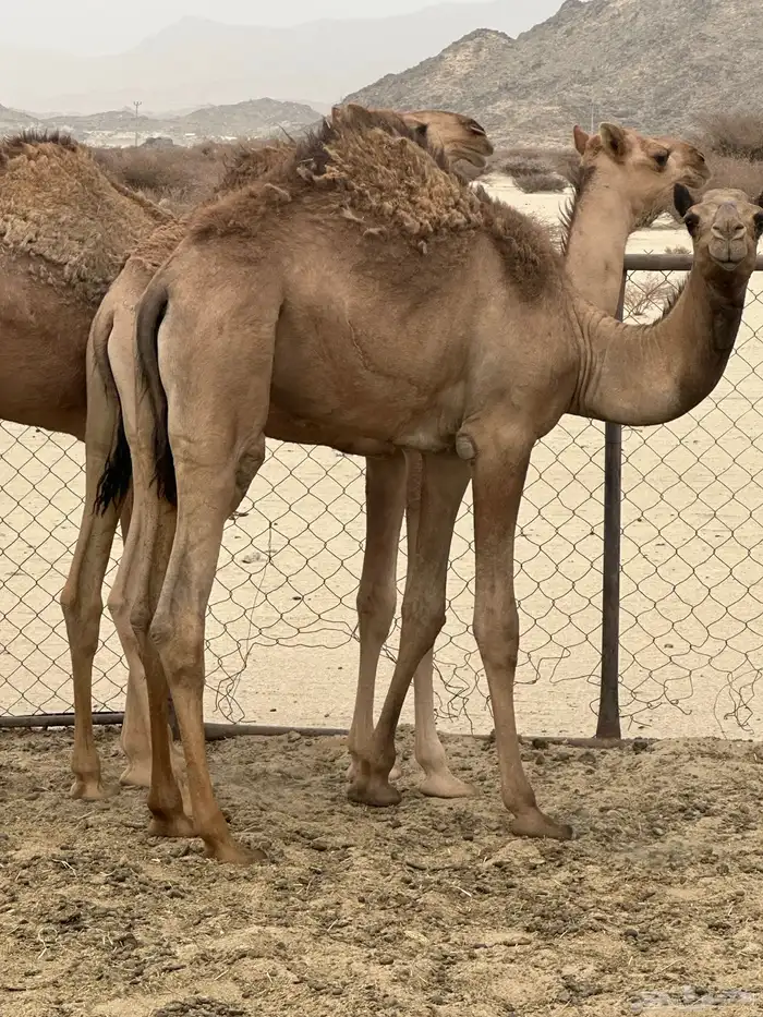 قعدان ذبايح مبداي فل شحم 3