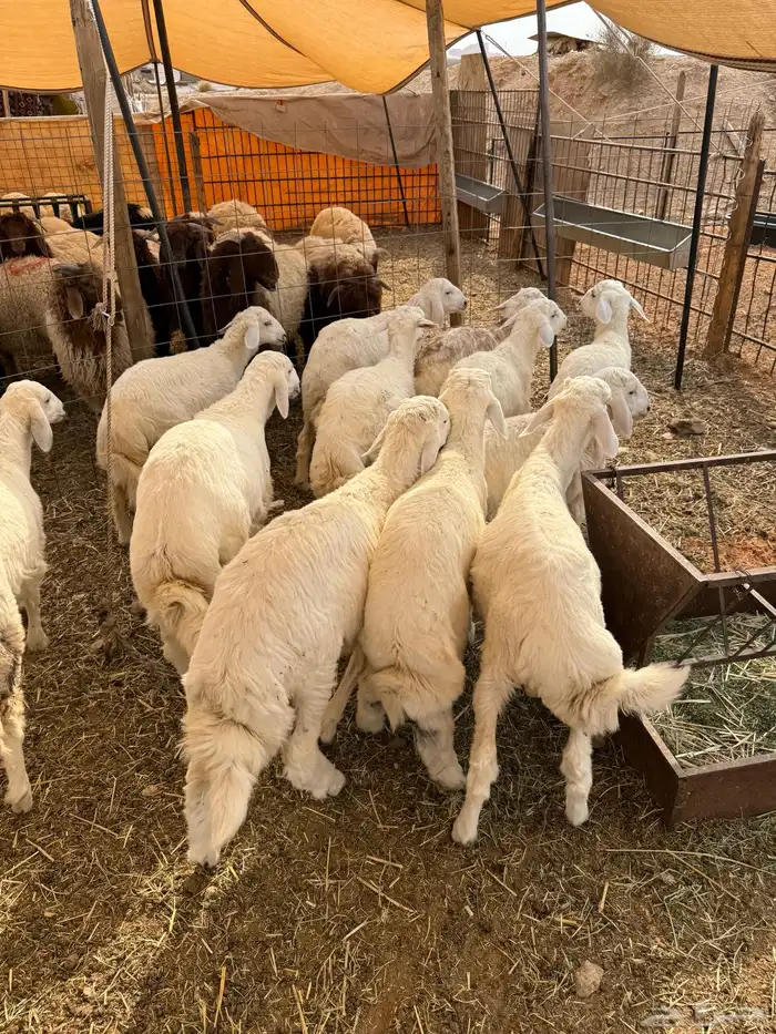 ذبايح بلدي حري ونعيمي متوفر تمارا 100 تقييم 9