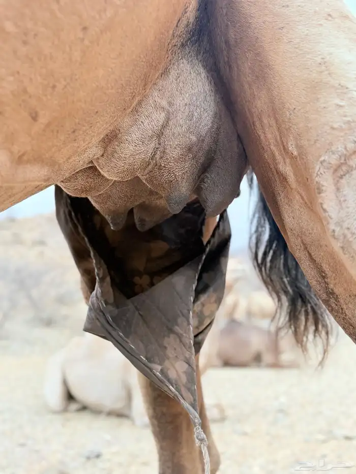 خلفه عوادي للبيع 2