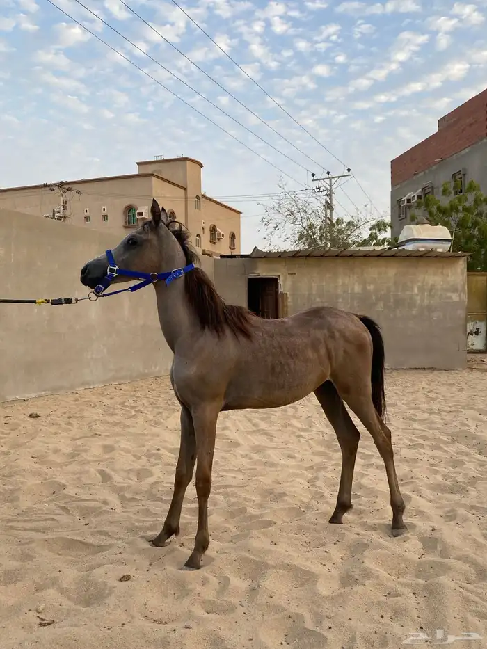 مهر واهو 1