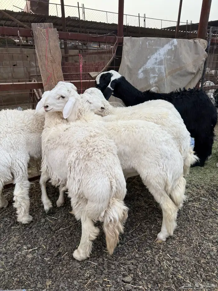 طليان وتيوس ذبايح نظيفه ع الشرط ( سلخ وتوصيل ) 2