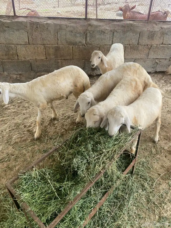 7 طليان ذبائح 0