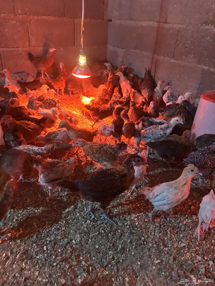 صيصان عمر شهر ونص 0