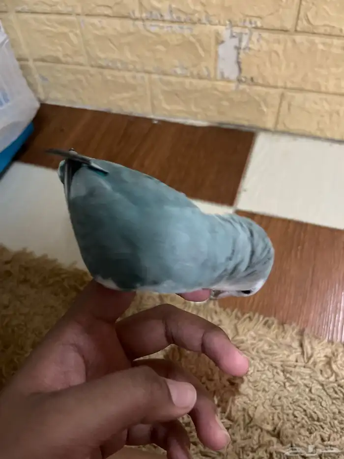 بغبغاء روز 4