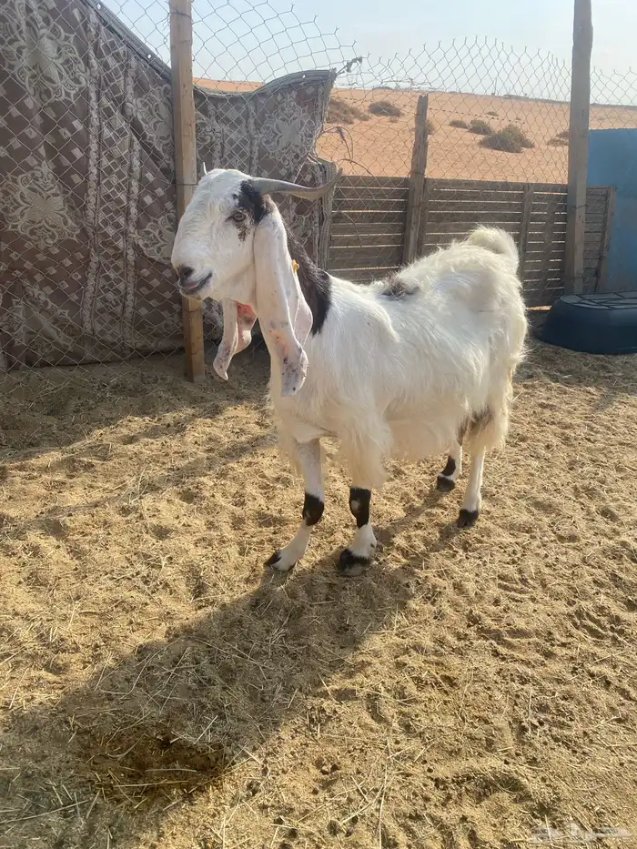 عنز مشروكه فاخره حاصب قريبت ولاد 1