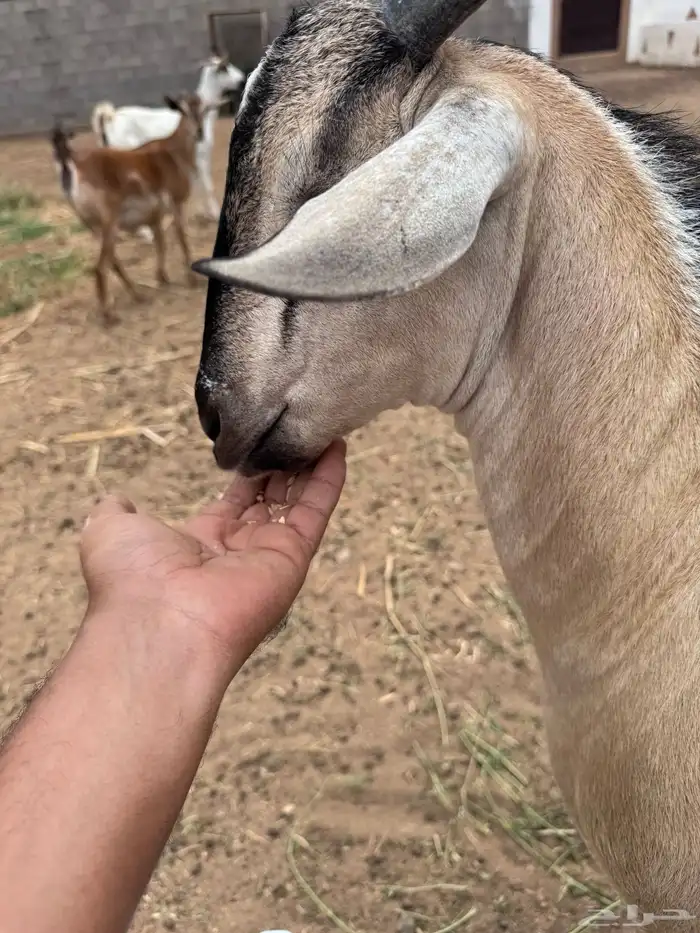 تيس هجين وعل 2