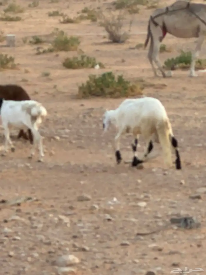 برابر وسواكن مرابي 80