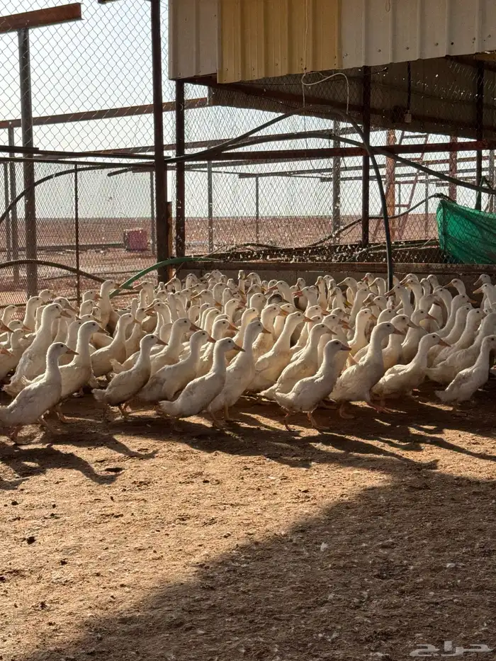 بط لاحم 2