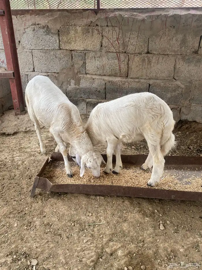 7 طليان ذبائح 2