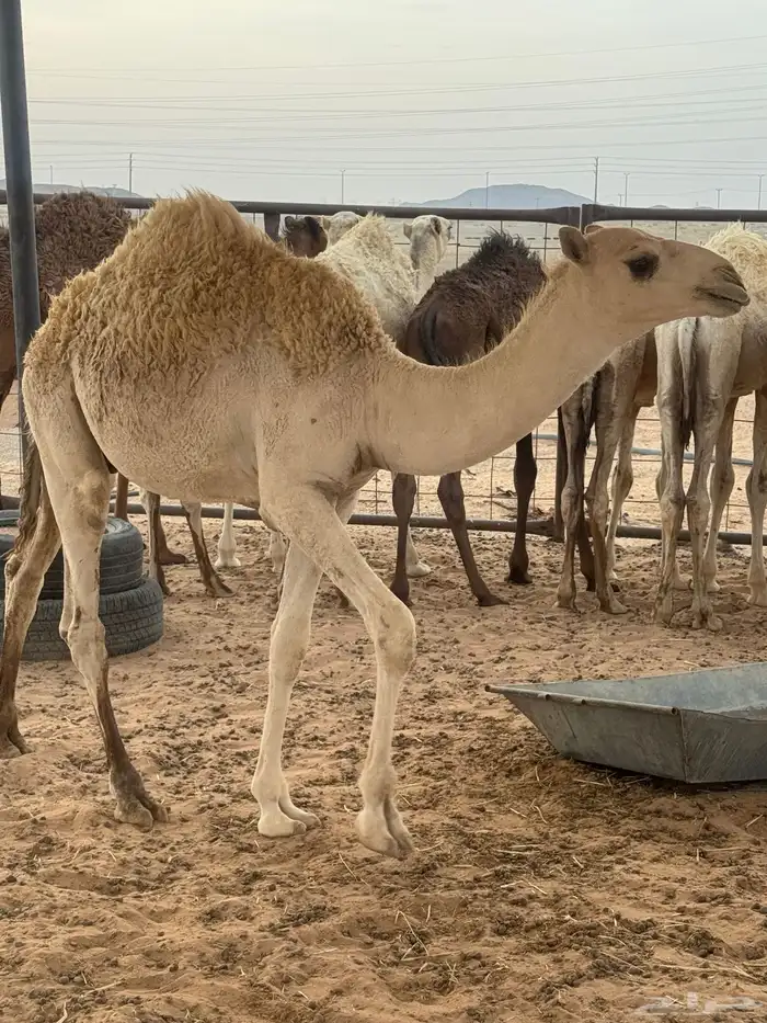 حشو تربية 4