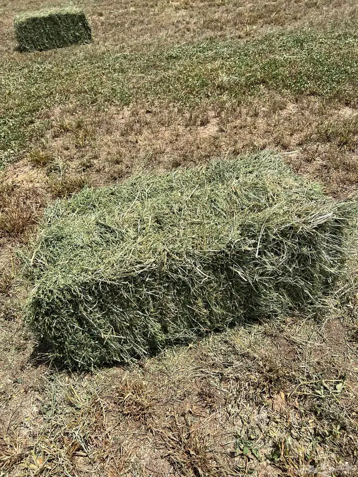 المذنب المذنب 1