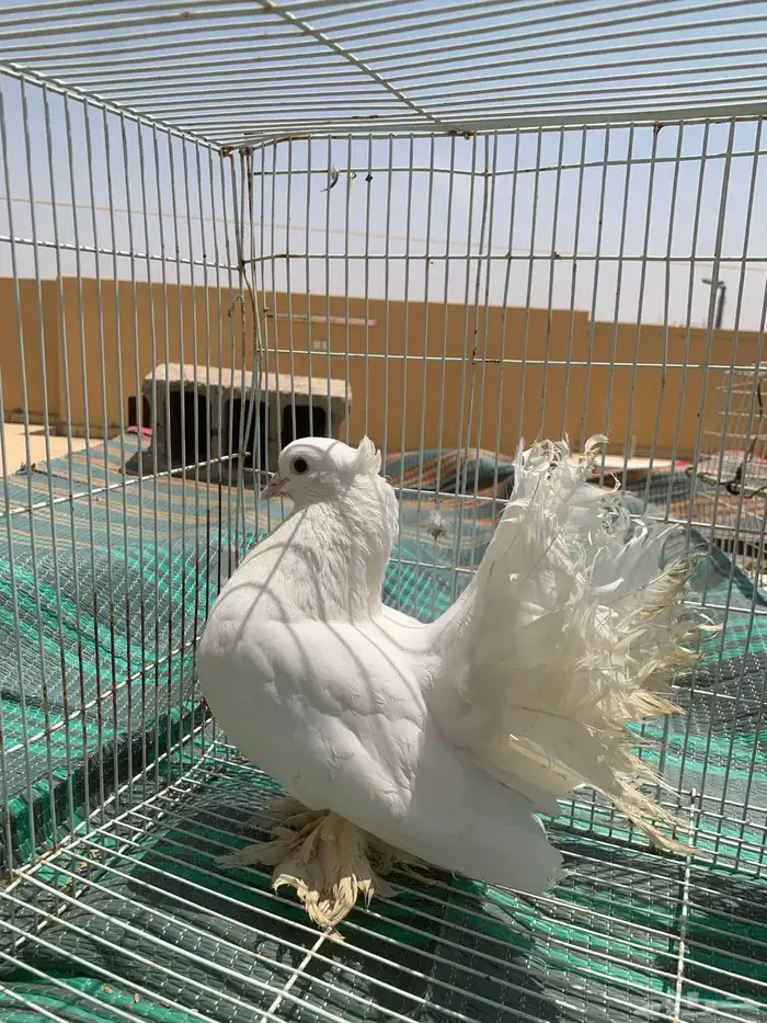 حمام هندي 4