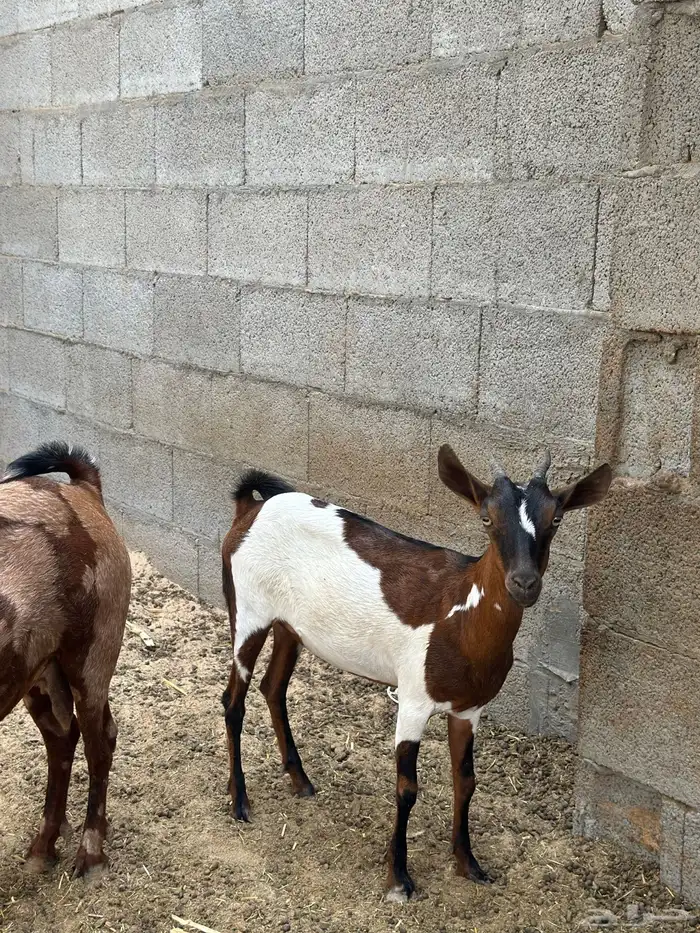 للبيع جنوبيات 2