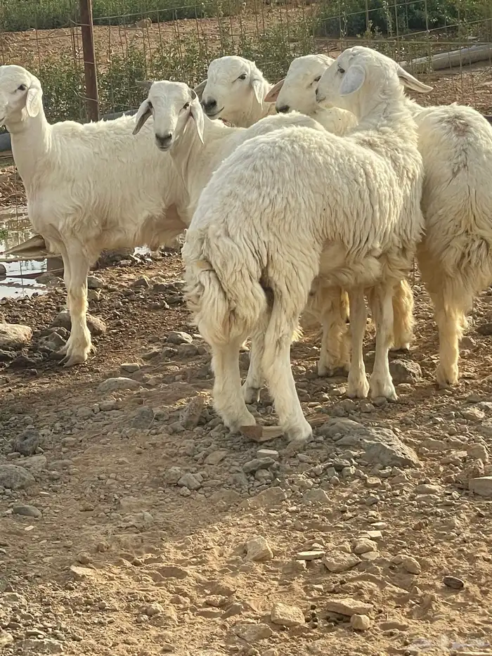ذبايح طليان شحم فل 3