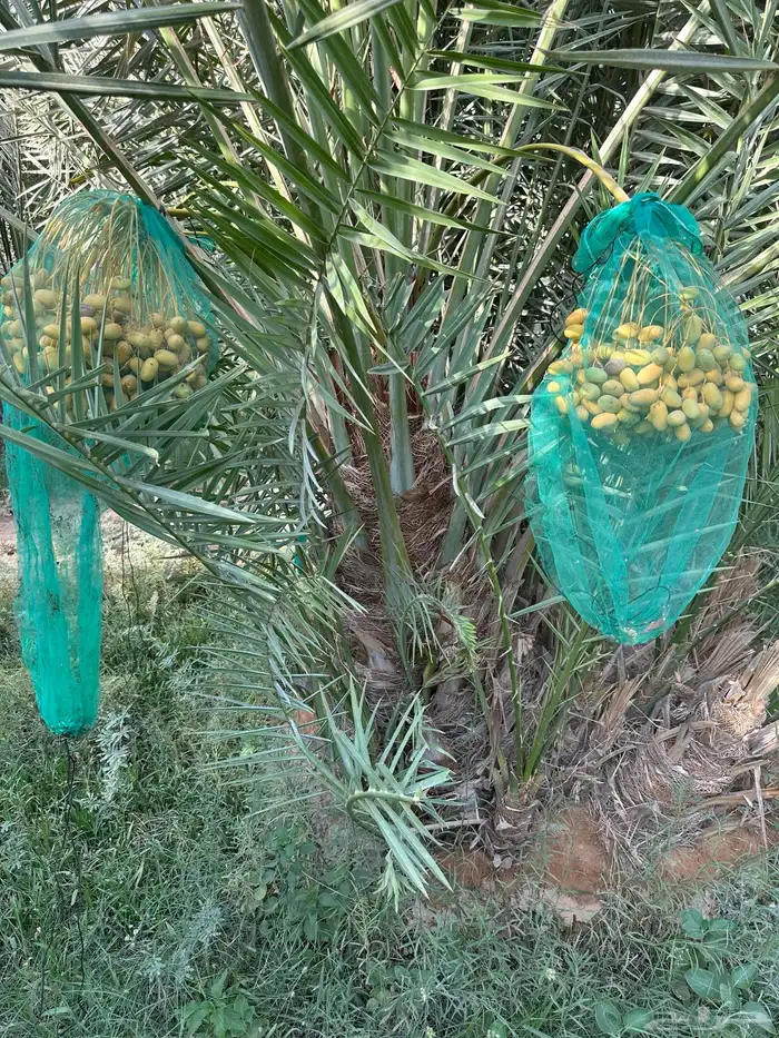 نخل سلطان وهلالي وبرحي وخلاص وصقعي وهشيشي وأنواع أخرى 4