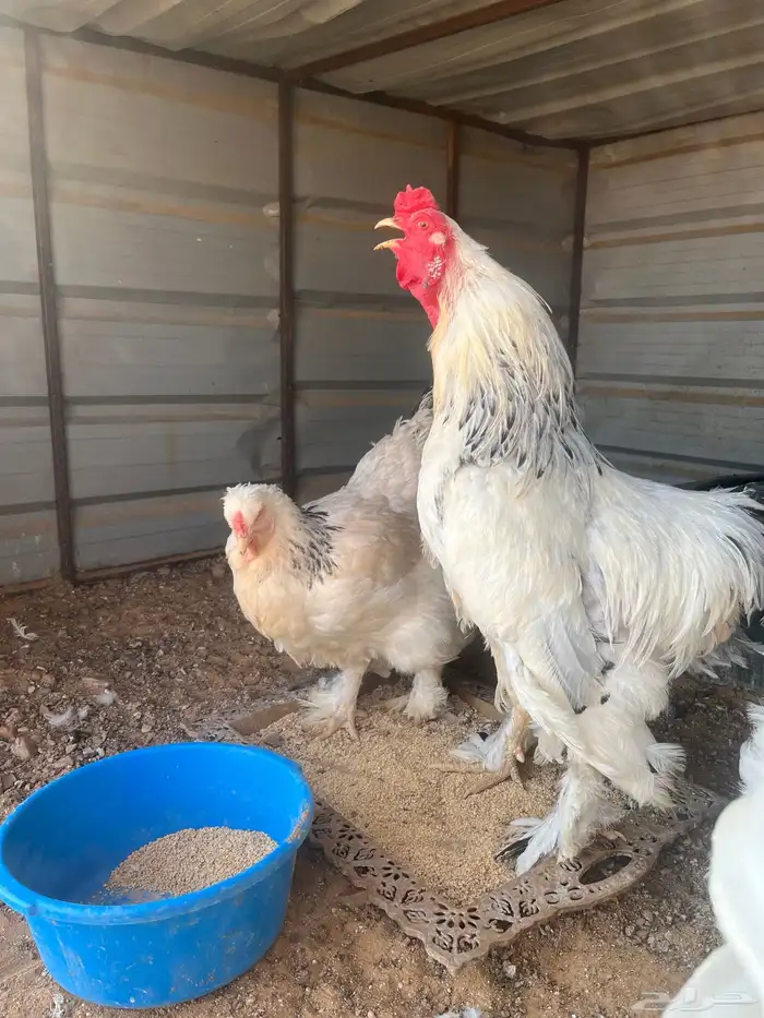 دجاج 2