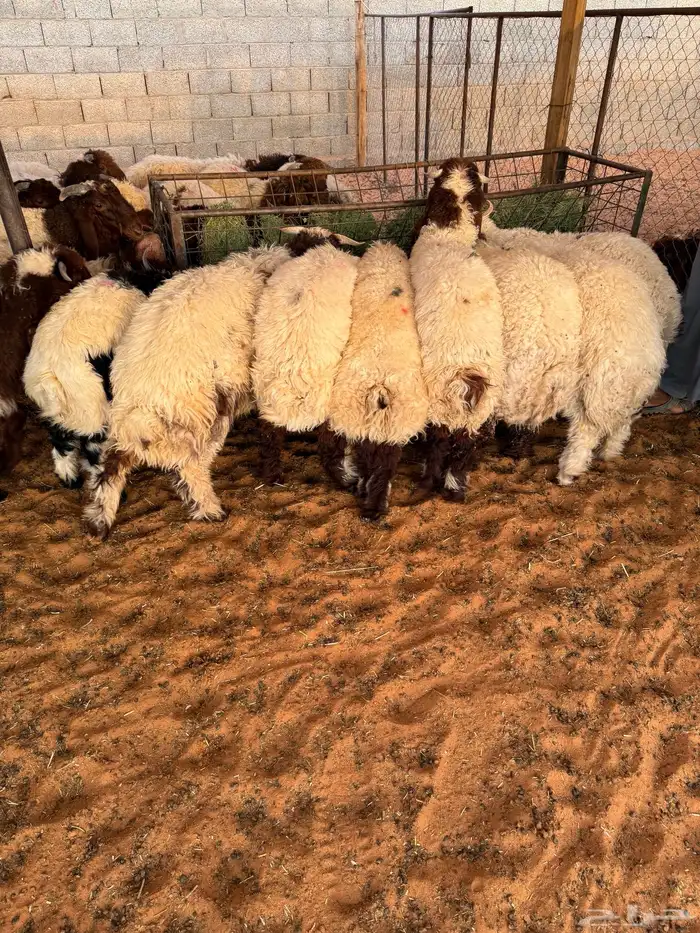 ذبايح بلدي حري ونعيمي متوفر تمارا 100 تقييم 3