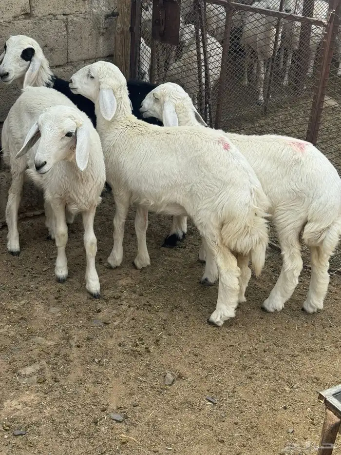 بادية غامد 0
