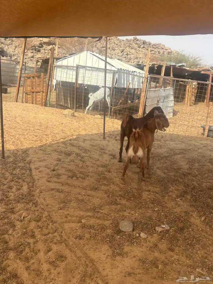 الشميسي طريق الخواجات 0