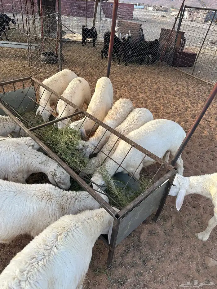 طليان للبيع 0