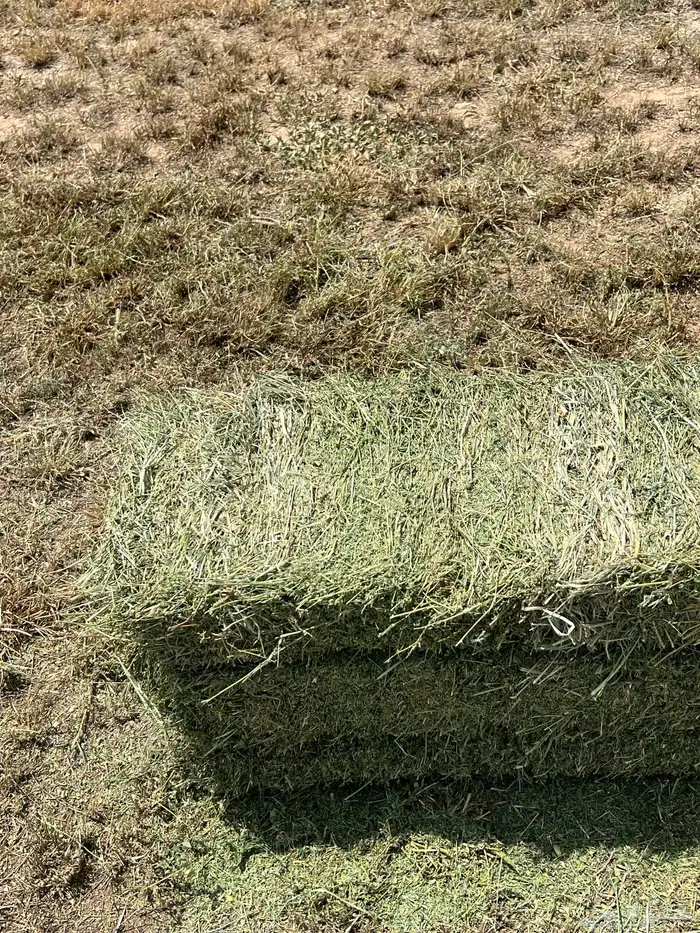 المذنب المذنب 5