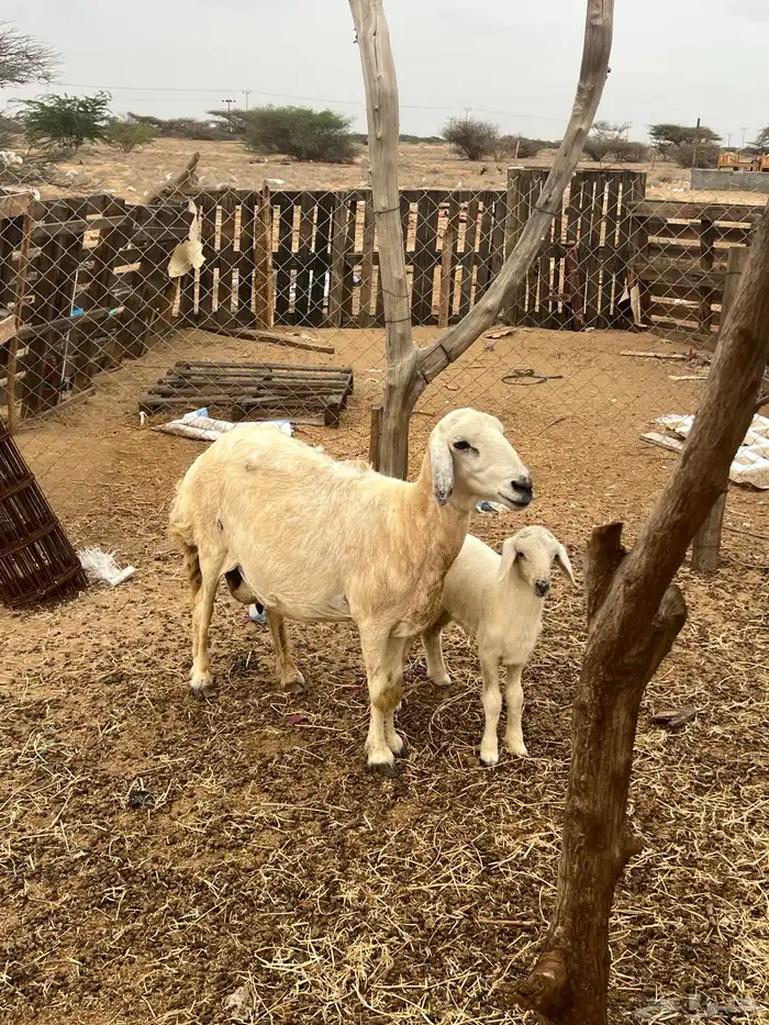 نعجه حري ولولد للبيع (تم البيع) 3