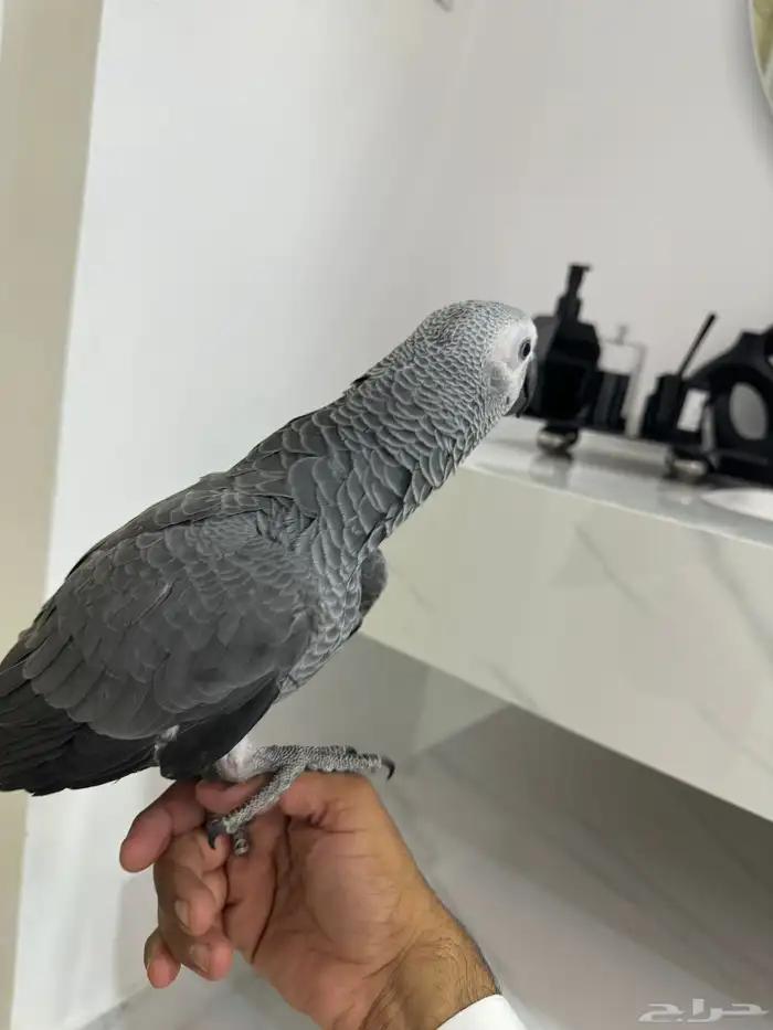 افروخ كاسكو 4