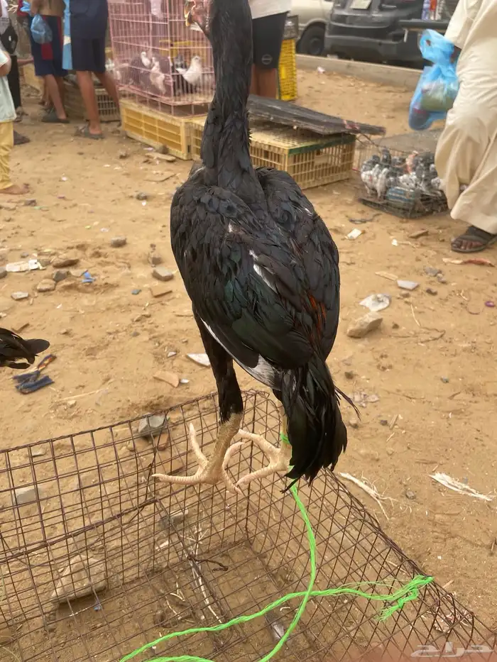 ديك شامو الماني 3