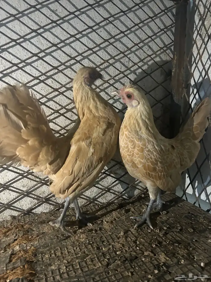 طقم دجاج سبرايت كريمي 2
