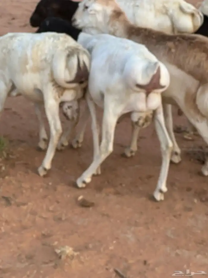 برابر وسواكن مرابي 11