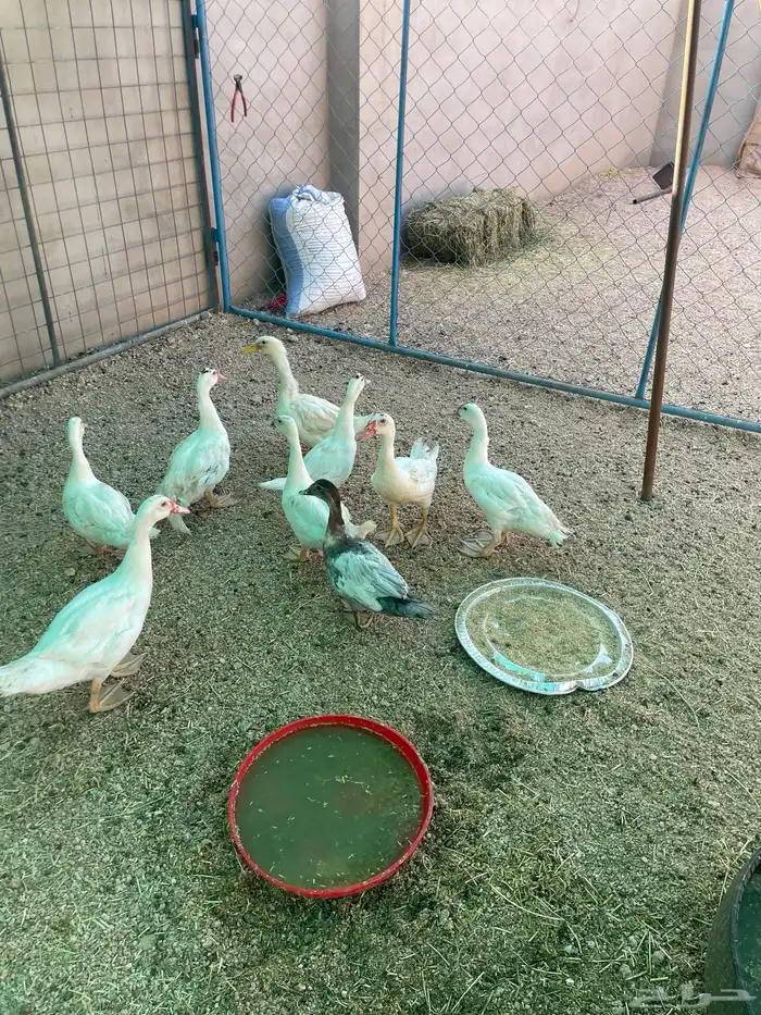 بط بح 0