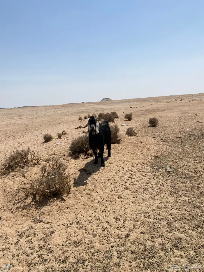 تيس فحل عارضي 1