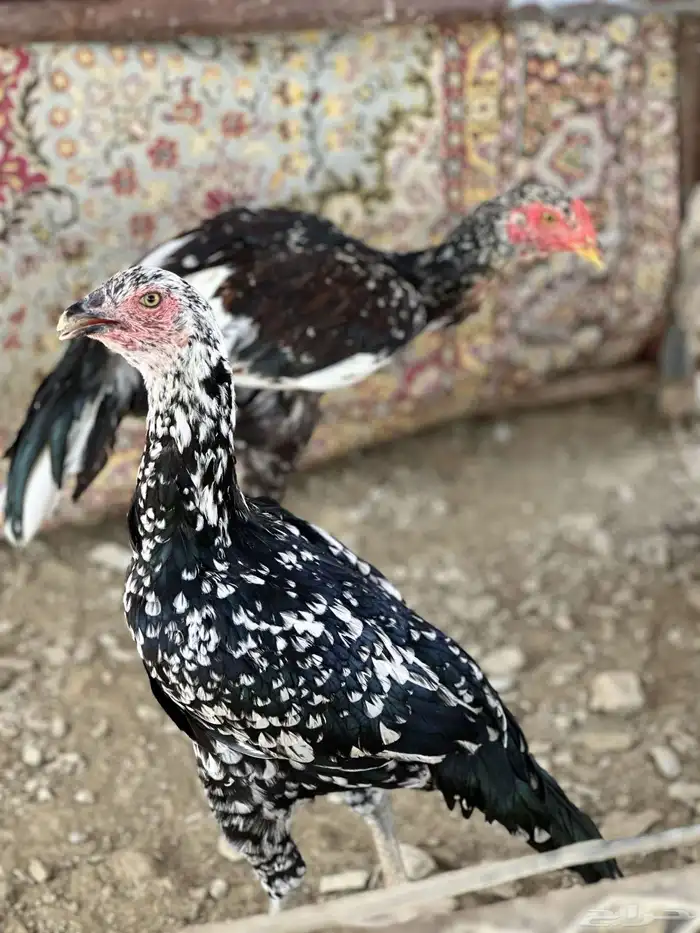 دجاج سندي ( ناوان ) 1